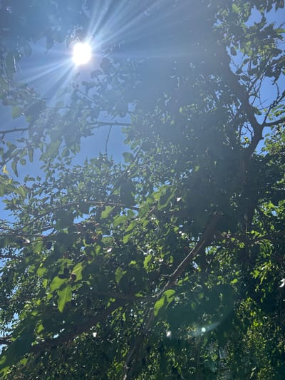 This image captures a sun-drenched view looking upwards through the leafy canopy of a tree, likely in a rural or natural setting. The sun is a dominant element, positioned on the left side of the frame, casting bright rays that pierce through the foliage and create a lens flare effect. The sky is a clear, vibrant blue, suggesting fair weather. The tree's branches are visible, laden with green leaves, and interspersed with clusters of dark, ripe fruit, possibly mulberries, given the context of Malyi Trostianets, Ukraine, a location known for its mulberry orchards. The dappled sunlight filtering through the leaves illuminates portions of the fruit and branches, creating a dynamic interplay of light and shadow. The overall impression is one of a warm, sunny day, possibly late summer or early autumn when the fruit would be ready for harvest. There is no visible text in the image. The scene evokes a feeling of natural abundance and the peacefulness of a sunny day outdoors.