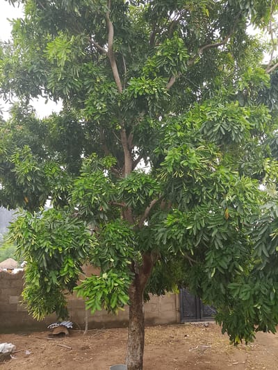 The image shows a mature tree with dense green foliage dominating the foreground and mid-ground. The tree has a thick, rough-barked trunk and branches extending outwards, some with hanging clusters of leaves and pods. In the background, there is a rough concrete block wall that appears to be part of a compound or property boundary. To the left of the wall, a thatched-roof structure is partially visible. To the right of the wall, a dark, ornate metal gate is set into the wall. The ground in front of the wall and under the tree is dry and sandy, with scattered debris including some white plastic bags and dried vegetation. The scene appears to be an outdoor environment in a semi-arid or rural setting. The location is identified as Barikin Sibre, Nigeria. There are no people visible in the image.