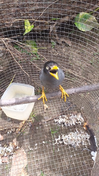 The image depicts a Myna bird contained within a wire mesh cage, located outdoors in Serdang, Indonesia. The bird, exhibiting dark grey body plumage, a black head, and bright yellow beak and legs, is positioned on a horizontal wooden perch. Its beak is wide open, exposing the yellow interior. To the bird's left, a white, rectangular plastic container filled with clear liquid, presumably water, rests on the perch. The cage floor is composed of exposed soil with some scattered green vegetation and dry organic matter. Visible on the wire mesh floor are several deposits of white avian droppings and various loose feathers, including a distinct black and white feather in the lower right.