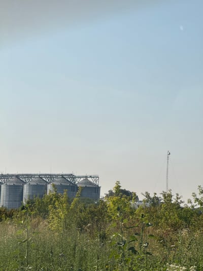 The image captures a wide shot of an industrial landscape set against a pale blue sky, likely taken in or near Husiatyn, Ukraine. In the background, a row of four large, cylindrical grain silos with conical roofs stands prominently. These silos are connected by a complex network of metal walkways and supports, suggesting a large-scale agricultural or storage facility. To the right of the silos, a tall, slender telecommunications tower with guy wires rises into the sky, topped with what appears to be a light or antenna.
In the foreground, a dense layer of lush green vegetation dominates the scene. This includes tall grasses, various leafy plants, and some taller shrubs or small trees with bright green foliage. A prominent sunflower stalk with large leaves is visible towards the left of the frame, its dark flower head facing away from the camera. Small white wildflowers are scattered amongst the greenery, adding a touch of natural detail to the otherwise industrial backdrop. The overall impression is one of a functional agricultural zone juxtaposed with the natural growth of the surrounding countryside. There are no people or animals visible in the image.