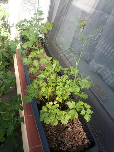 A planter box filled with soil and young parsley and dill plants sits on a ledge outside a window. The planter is black plastic and sits on a ledge made of reddish-brown bricks. The window behind the planter is covered by a white mesh screen. In the background, other plants, possibly tomato plants, are visible. The scene is outdoors, likely on a balcony or windowsill. The location is Reda, Poland.