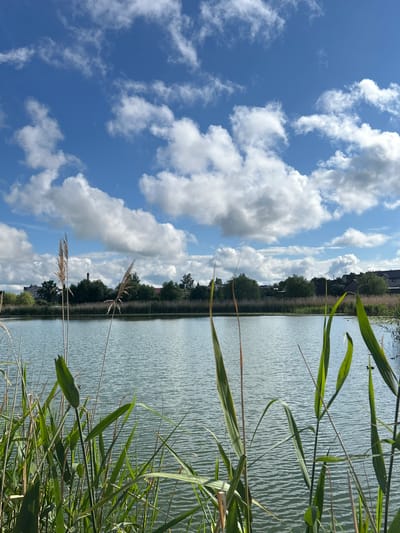 The image depicts a tranquil waterfront scene with a focus on natural elements. In the foreground, tall reeds and grasses line the edge of a body of water, their green blades reaching towards the sky. The water itself appears calm, with gentle ripples on its surface, reflecting the bright blue sky above. The sky is dotted with fluffy white clouds, adding depth and texture to the scene.
In the background, a dense line of trees forms a natural barrier along the far bank of the water. Beyond the trees, hints of human habitation can be seen, including buildings and structures that suggest a nearby settlement or village. A red brick smokestack is visible amongst the trees, indicating industrial or residential activity. The overall impression is one of a peaceful, natural landscape with subtle signs of human presence.
The image is likely a photograph taken during daylight hours, given the clear sky and bright illumination. The composition emphasizes the interplay between the natural elements of the reeds, water, and sky, while the background provides context for the location.