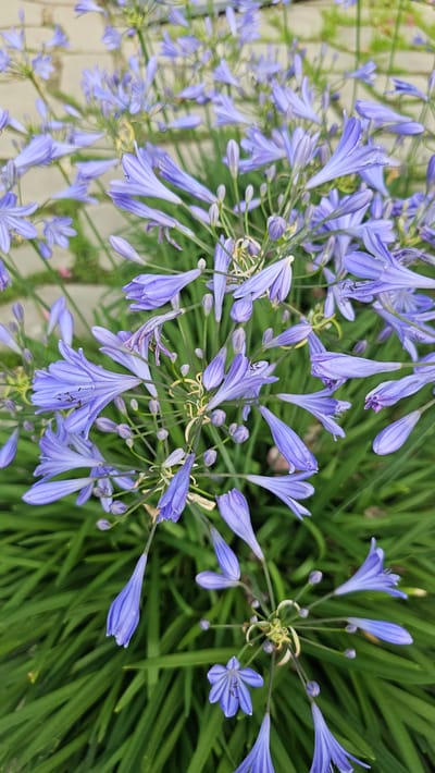 This is a close-up, high-angle vertical photograph of a cluster of Agapanthus flowers in bloom. The flowers are a vibrant shade of light purple, with trumpet-shaped petals and delicate stamens visible in the center of some blooms. Many buds are also present, some still tightly closed, while others are partially open. The flowers are arranged in spherical umbels, with slender green stems extending upwards. The background consists of lush, green foliage, also appearing to be Agapanthus leaves, which are long and strap-like. Faintly visible in the upper left portion of the image is a textured surface that resembles a paved walkway, with light-colored rectangular stones. There are no people or animals present in the image. The scene is likely an outdoor garden or park setting, possibly in Cheonan-si, South Korea, where Agapanthus are a common ornamental plant.