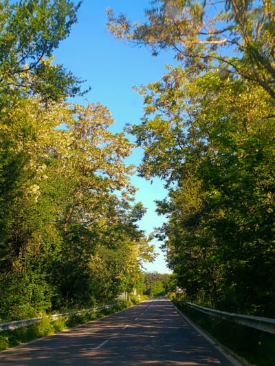 The image shows a paved road lined with trees on both sides. The trees are lush and green, with some bearing white blossoms. The road is curving into the distance, and there is a clear blue sky above. The scene appears to be in a rural or semi-rural area, possibly on the outskirts of Panichkovo, Bulgaria, given the context provided. There are no people or vehicles visible in the image, and the overall impression is one of natural beauty and tranquility. The lighting suggests it is daytime, with sunlight dappling through the leaves. A metal guardrail runs along the side of the road in the foreground.