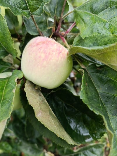 A close-up, low-angle shot focuses on a single unripe apple on a tree branch, surrounded by lush green leaves, some of which are damp with dew or raindrops. The apple is pale green with streaks of pink, and tiny water droplets are visible on its surface. The leaves are dark green and textured, with visible veins. The overall impression is one of natural abundance and freshness, suggesting a rural or natural setting. The location of Kyzyl Suu, Kyrgyzstan, is a village in the Issyk-Kul region, known for its natural beauty and mountainous landscapes, which aligns with the visual information presented in the image. There are no people or animals present in the frame.