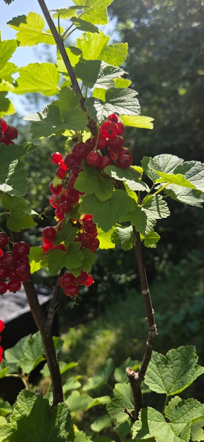 This media file is a close-up, slightly angled shot of a red currant bush in a garden setting. The main subjects are bunches of ripe, red currants, some still on the branch with their green leaves, and the branches themselves. The background is softly blurred, showing green foliage and hints of sunlight filtering through, suggesting an outdoor, natural environment.
The red currants are the focal point, appearing plump and vibrant, illuminated by the sun which casts dappled shadows on the leaves. The leaves are a healthy green, with visible veins and slightly serrated edges. The branches are thin and brown, with small buds visible, indicating the plant is in its fruiting season.
The time of day appears to be either morning or late afternoon, as indicated by the warm sunlight and the long shadows. The weather seems pleasant and sunny. There are no people or animals visible, and no text is present in the image. The overall impression is one of natural beauty and the bounty of a summer harvest. The location context suggests this scene is in Manderbach, Germany, which implies a temperate climate suitable for growing red currants.