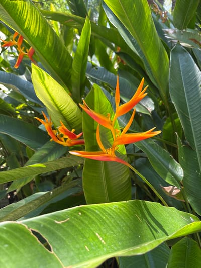 The image shows a cluster of orange Heliconia flowers amidst broad green foliage. The photo was taken outdoors in daylight. Based on the prompt, the location is Tehuixtla, Mexico.