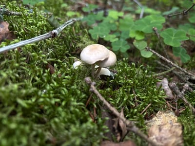 The image shows a close-up view of the forest floor in Savonlinna, Finland. In the foreground, a cluster of small, pale mushrooms is growing amongst lush green moss. A thin, metallic wire or stick runs diagonally across the left side of the frame, partially obscured by moss. In the background, a patch of green clover-like plants is visible, along with fallen leaves and pine needles. The lighting suggests an outdoor, natural environment, likely a forest or woodland area within the city. There are no people or animals visible in the image.