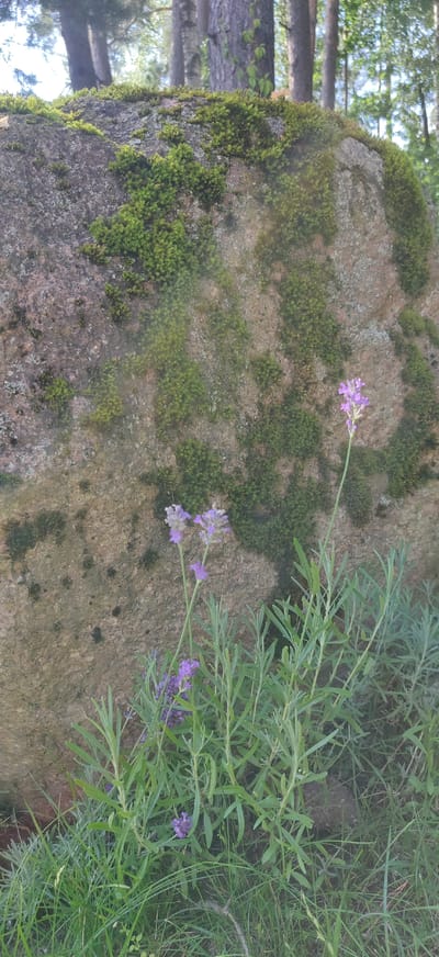 The image shows a large, moss-covered boulder in a natural setting. In the foreground, there are several sprigs of lavender with their characteristic purple flowers. The lavender is growing in lush green grass. Behind the boulder, the trunks of several trees are visible, suggesting a wooded area. The overall scene is serene and natural, likely in a park or forest area within the Калодзішчанскі сельскі Савет, Belarus. There are no people or animals visible in the image.