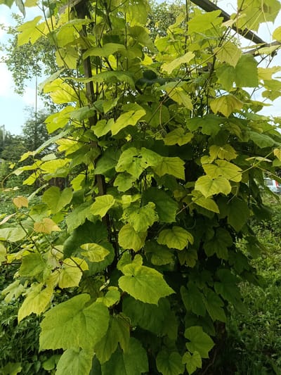 The image shows a dense green vine with large, lobed leaves climbing a wooden structure. The vine is abundant and overgrown, with some leaves appearing lighter green or yellowish, possibly due to sunlight or nutrient deficiency. Tendrils are visible, curling around the wooden supports. The background consists of a mix of trees and foliage, with a glimpse of a fence and a hint of a distant vehicle. The overall impression is of a lush, untamed growth, likely in a backyard or garden setting within Kostopil, Ukraine. There are no people or animals in the frame, and no specific actions are depicted. The environment appears to be outdoors, possibly during daylight hours with some overcast or dappled sunlight.
