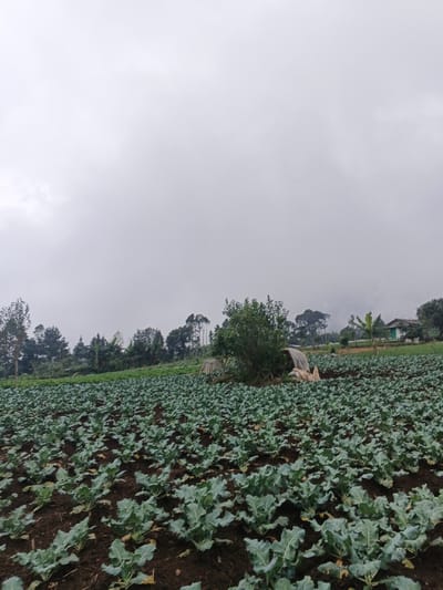 A field of leafy green crops stretches into the distance under a gray, overcast sky. A line of trees and a small structure are visible in the mid-ground. The crops are planted in neat rows, their dark soil contrasting with the light green leaves. In the distance, a simple house and more vegetation suggest a rural setting. The heavy sky implies a cool or rainy climate.