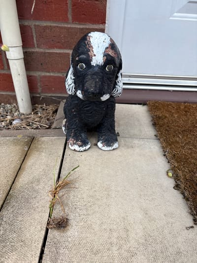 A slightly rotated, high-angle shot depicts the exterior of a building, possibly a house, in Minsterley, United Kingdom. A weathered, black and white painted dog statue sits near a white door with metal trim, adjacent to a brick wall with a white pipe running horizontally along it. To the right of the statue, a worn, brown doormat rests on a textured concrete surface. Dead grass and debris are present in the seams of the concrete.