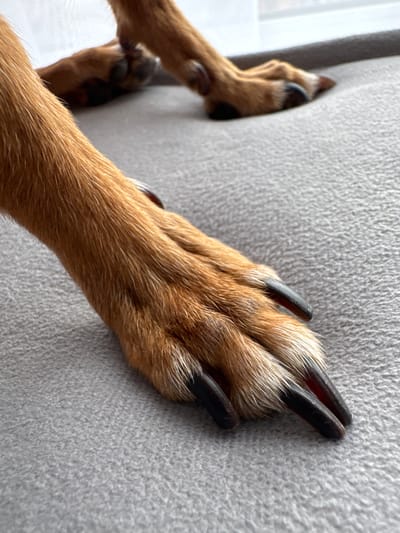 The image shows a close-up of a dog's paws resting on a textured gray surface, likely a couch or bed. The dog has reddish-brown fur with lighter tips, and its nails are dark and appear to be trimmed. In the background, another paw is visible, also resting on the surface. The lighting suggests an indoor setting, possibly near a window. There is no indication of the dog's location within Vlasikha, Russia.