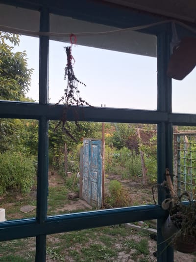 The image shows a view from inside a building, looking out through a window with dark blue frames onto a garden area. In the foreground, hanging from the top frame of the window, is a bundle of dried plants or herbs tied with red string. The garden outside is overgrown with lush green vegetation, including trees and bushes. A weathered, blue-painted wooden door stands slightly ajar in the middle ground, leading further into the garden. The ground is a mix of dirt and sparse grass. In the background, a metal fence and more foliage are visible, suggesting a rural or suburban setting. The sky above is clear and pale. The overall impression is one of a slightly neglected but vibrant garden, likely in a residential area. This scene is located in Nabran, Azerbaijan.