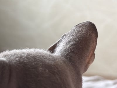 The image is a close-up, low-angle shot focusing on the back of an animal's head, specifically its ear. The animal appears to have short, grey fur. The ear is pointed and tilted upwards, with some short hairs visible on its surface. The background is out of focus, appearing as a soft, gradient of light grey, suggesting a diffused light source. The lighting is soft and natural, possibly from a window, and the overall mood is calm and peaceful. There is no visible text in the image. The scene is intimate and focused on the texture and form of the animal's fur and ear.