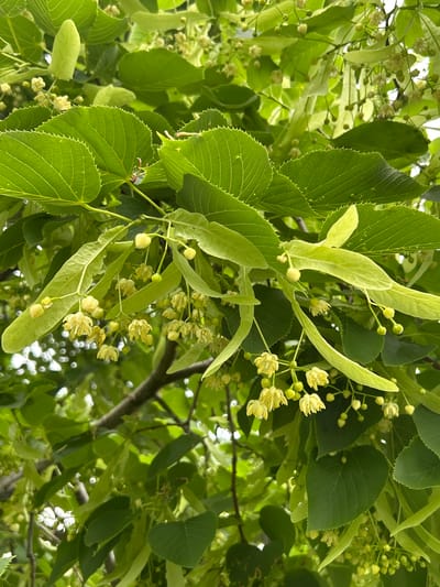 A close-up, vertical shot showcases the delicate blossoms and heart-shaped leaves of a linden tree in Mount Royal, Canada. The branches are laden with clusters of small, pale yellow flowers and their accompanying bracts, which are elongated, leaf-like structures. The leaves are a vibrant green, with serrated edges and prominent veins. The lighting suggests it is daytime, with soft light filtering through the foliage, creating a dappled effect and highlighting the textures of the leaves and flowers. The background is a blur of green and white, indicating a shallow depth of field that focuses attention on the foreground elements.