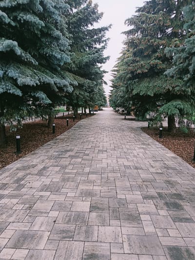 A paved pathway with large, rectangular stones leads through an avenue of mature spruce trees on a cloudy day. The pathway is bordered by mulched areas and punctuated by small, black cylindrical bollard lights. The trees have dense, dark green foliage, with some appearing to have a bluish tint, suggesting they might be blue spruce. The ground beneath the trees is covered in brown, dried leaves and mulch. The overall scene suggests a well-maintained park or public space. This scene is located in Gubkin, Russia.