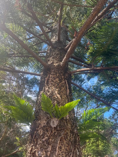 The image, taken from a low angle, depicts the trunk and branches of a tree in Bellambi, Australia. The tree has a textured, brown trunk with green foliage sprouting from its sides. The branches extend upwards, creating a dense canopy against the blue sky visible in patches. The lighting is bright, casting shadows and highlighting the details of the bark and leaves.