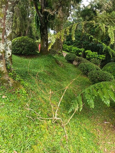 The scene is a lush, verdant outdoor landscape located at Bangalum Bridge, Papua New Guinea. The foreground is covered in bright green, short-cut grass, with a cluster of tangled, dry, light brown branches positioned centrally. A large tree trunk, partially covered in pale green lichen, anchors the left side of the frame. In the mid-ground, a prominent tree trunk heavily adorned with dark green epiphytic ferns and moss rises from a grassy mound. Behind a dense, trimmed dark green bush to the left of this central tree, a person wearing a red garment is partially visible, with only a vertical section of their back exposed. Further into the mid-ground and background, a winding pathway of lighter color can be discerned, bordered by a series of neatly shaped dark green shrubs. Large, vibrant green fern fronds extend into the lower right of the image, and a dense canopy of trees and foliage forms the background. The environment is well-lit by natural daylight.
