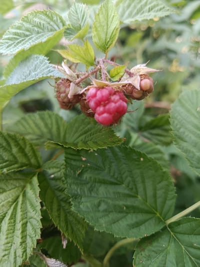 A close-up shot focuses on a cluster of ripe raspberries hanging from a branch, surrounded by lush green leaves. The raspberries, a vibrant pinkish-red, are composed of small, plump drupelets. Some of the other berries in the cluster are still developing, appearing pale green and immature. The leaves are broad with serrated edges and prominent veins, indicating a healthy plant. The background is softly blurred, showcasing a natural, outdoor environment. The image was captured in Starokostiantyniv, Ukraine.