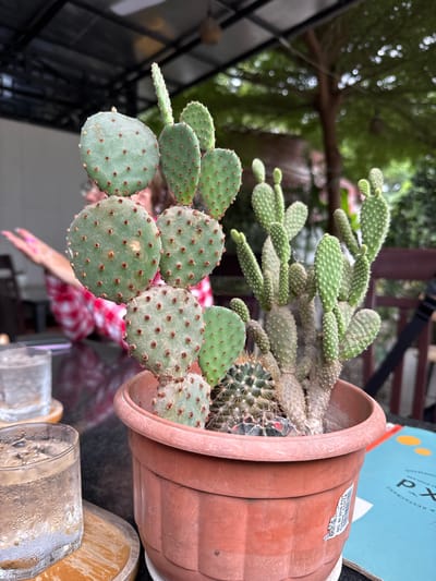 In Battambang, Cambodia, a close-up shot captures a terracotta pot filled with various cacti, including a prickly pear variety with flat, round pads and a bunny ear cactus with smaller, oval pads. In the background, a person wearing a red and white checkered shirt is partially visible, with their hands raised. The scene appears to be outdoors, possibly a cafe or restaurant, with tables, chairs, and lush greenery visible. Two glasses of ice water are present on the table in the foreground. The overall atmosphere suggests a relaxed, outdoor setting.