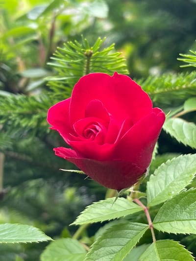 A close-up, vertical shot focuses on a red rosebud. The rosebud is centrally located and takes up a significant portion of the frame. Its petals are tightly furled, revealing the characteristic spiral pattern of a rose's center. The color is a deep, vibrant red, with subtle variations in shade suggesting the texture of the petals.
Behind and around the rosebud, the background is filled with lush green foliage. To the left and right of the rose, there are sharp, needle-like green branches, likely from a conifer such as a spruce or fir tree. These branches have a textured, almost spiky appearance. Interspersed with these sharper green elements are softer, broader green leaves, which appear to belong to the rose bush itself. These leaves are serrated along their edges and have a slightly textured, matte surface.
The lighting appears to be natural and diffused, possibly overcast or taken in shade, as there are no harsh shadows and the colors are rich and even. The depth of field is shallow, with the rosebud being in sharp focus and the background foliage rendered as a soft blur, creating a pleasing bokeh effect. The image conveys a sense of natural beauty and the quiet growth of a garden. The scene is consistent with a garden environment within the city of Bolshoy Kamen, Russia, where such flora would be common. There are no people or animals present in the image.