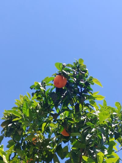 A low-angle, daytime shot of an orange tree with ripe oranges against a clear blue sky. The tree is full of green leaves, with several oranges visible, including a prominent one in the upper center of the frame. The oranges are a vibrant orange color, contrasting with the green foliage and the blue sky. The shot appears to be taken outdoors, likely in a residential or urban area. The location is unspecified but the location is assumed to be in the city of Rubí, Spain.