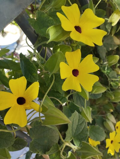 This is a close-up, eye-level, outdoor photograph of several blooming yellow flowers with dark centers. The flowers appear to be Black-Eyed Susans (Thunbergia alata). They are growing on a vine with green, fuzzy leaves and tendrils. The background is out of focus, but suggests an urban or suburban setting with a grey metal structure visible on the left side, and possibly some blurred out-of-focus bright light sources, which could be sunlight reflecting off a surface or artificial lights. The image is likely taken in Pardes Hana-Karkur, Israel, where such flowering vines are commonly cultivated in gardens and public spaces. The scene is still and captures the natural beauty of the flowers.