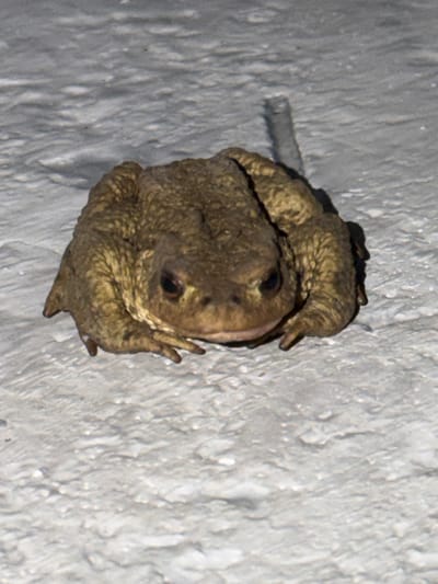 A brown toad sits on a rough, textured, light-colored surface that appears to be concrete or asphalt. The toad is positioned in the center of the frame, facing the camera. Its skin is bumpy and textured, with a mottled brown and green coloration. The toad's eyes are dark and appear to be looking directly at the viewer. Its legs are tucked underneath its body. A shadow is cast to the right of the toad, suggesting an overhead light source. The background is out of focus and consists of the same rough, textured surface. The image appears to have been taken at night or in low light conditions. There is no indication of the city of Tashtagol, Russia, in the image itself.