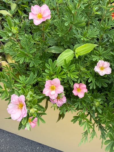 This is a medium shot, eye-level, outdoor photograph of several pink flowers with yellow centers. The flowers are growing on a shrub with many green leaves and some buds. The shrub is in a pot or planter, which is not fully visible, and is set against a plain, light-brown background that appears to be a wall or a piece of material. Part of a grey, speckled surface, possibly pavement or concrete, is visible in the bottom right corner of the image.
The lighting suggests it is daytime, and the focus is sharp on the flowers and foliage, indicating a clear and bright day. The image is well-composed, with the flowers distributed throughout the frame, creating a visually appealing arrangement of nature against a man-made backdrop. There is no visible text in the image. The setting appears to be a garden or outdoor decorative planting area.