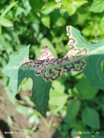 A close-up, slightly angled shot focuses on a green leaf with a damaged, discolored edge. The leaf has irregular purple and yellowish-green markings, indicative of disease or pest damage. The background is a blur of green foliage, suggesting an outdoor environment. The bottom left corner of the image displays the text "REDMI NOTE 13" in white. The bottom right corner shows a date and time stamp: "21.06.2026 11:52". The image appears to have been taken in the vicinity of Асан-Чек, Kyrgyzstan, although no specific landmarks are visible.