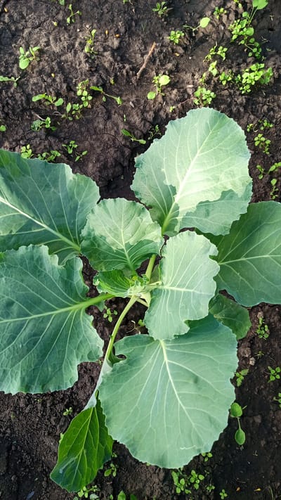 An overhead shot captures a young cabbage plant growing in dark, dry soil dotted with small green weeds. The cabbage leaves are large, pale green, and deeply veined, with some showing a slight wavy edge. The soil appears cracked in places, suggesting arid conditions. No people or animals are visible in the image. The scene is likely a garden or a field in the rural area of Teshilyar, Russia, given the soil type and vegetation.