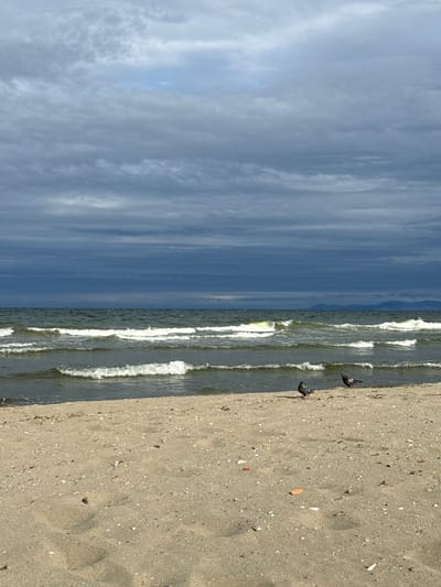 The image captures a beach scene with a cloudy sky and choppy water. In the foreground, the sandy beach is scattered with small shells and debris. Two pigeons are visible on the sand near the water's edge. The sea is a dark green with white-capped waves rolling towards the shore. The sky is filled with heavy, dark gray clouds, suggesting overcast weather. The location is identified as Süleymanpaşa, Turkey.