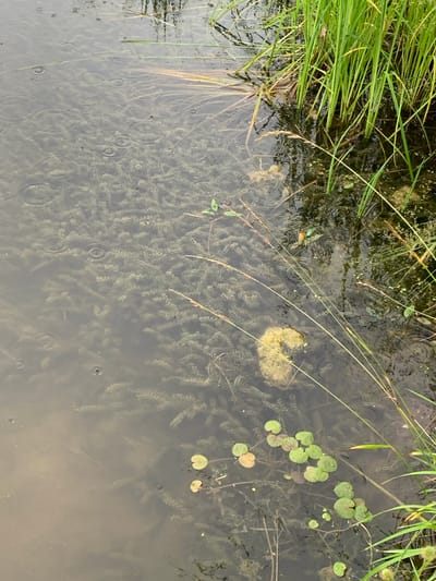 The image depicts a shallow, murky body of water in Uyar, Russia, likely a pond or slow-moving stream. The water is partially obscured by dense aquatic vegetation, appearing as a carpet of small, feathery leaves beneath the surface. Several lily pads, some with water droplets on their surfaces, float on the water. Tall, green grass grows along the edge of the water body, and scattered reeds and dry grasses are visible both in and out of the water. The surface of the water shows ripples, indicating that it is raining. The overall impression is of a natural, somewhat wild aquatic environment. There are no people or animals visible in the image.