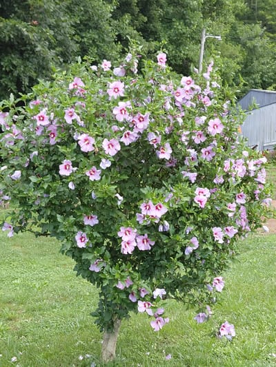 This media file showcases a vibrant Rose of Sharon bush in full bloom, laden with delicate pink and white flowers, some with crimson centers. The bush is set against a backdrop of lush green foliage, hinting at a natural or garden setting. To the left, the dense canopy of trees suggests a wooded area or a well-established landscape. In the upper left quadrant, a portion of a gray, corrugated metal structure is visible, possibly a shed or a small building, and a thin cable hangs from a support, adding an element of human intervention to the natural scene.

The scene appears to be an outdoor setting on a bright day, indicated by the clear lighting and the vivid colors of the flowers and greenery. The presence of a grassy area to the right of the bush, interspersed with faint traces of fallen petals, suggests a well-maintained lawn or meadow. The overall impression is one of serene natural beauty, perhaps captured in late spring or summer. No people are visible in the frame. There is no visible text in the image. The setting, characterized by the blooming bush, trees, and grassy area, alongside the partially visible structure, evokes a sense of a rural or suburban garden environment in Owingsville, United States.