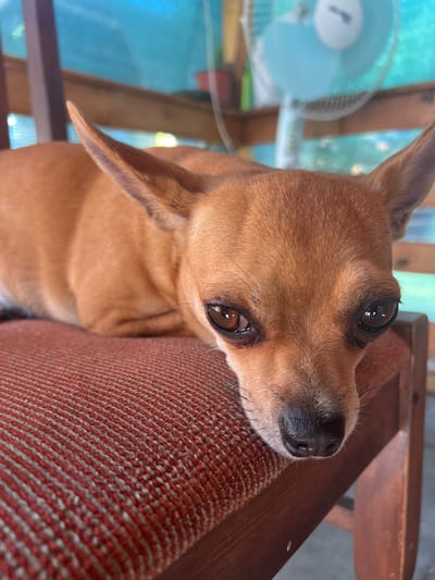 An over-the-shoulder, close-up shot focuses on a tan Chihuahua resting on a red and beige striped chair. The dog's head is angled towards the viewer, with its large, dark eyes looking directly at the camera. Its ears are pointed upwards and outwards. The background is blurred but appears to be an outdoor setting with a blue screened enclosure and a white oscillating fan. The image was taken in Karabunar, Bulgaria.