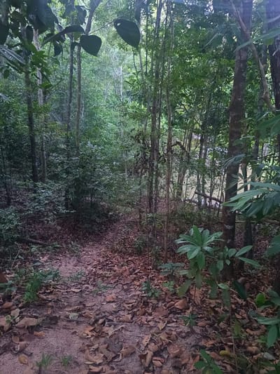 The image depicts a forest scene in Ban Tai, Thailand. The ground is covered with brown fallen leaves, and a narrow dirt path winds into the dense vegetation. Trees of varying heights and sizes populate the scene, their trunks and branches creating a thick network. Lush green foliage fills the understory. The environment is dimly lit, suggesting a shaded or late-day setting. No people or animals are visible.