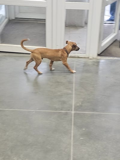 A medium-sized, tan-colored dog with a black collar adorned with silver studs walks from left to right across a gray tiled floor. The dog's tail is raised and curved over its back. The background features large glass doors and white vertical frames. The floor has two thin white lines intersecting near the bottom of the frame. The image appears to be taken indoors, possibly in a public space or a building with large windows. There is no discernible information about the city of Luchegorsk, Russia within the image itself.