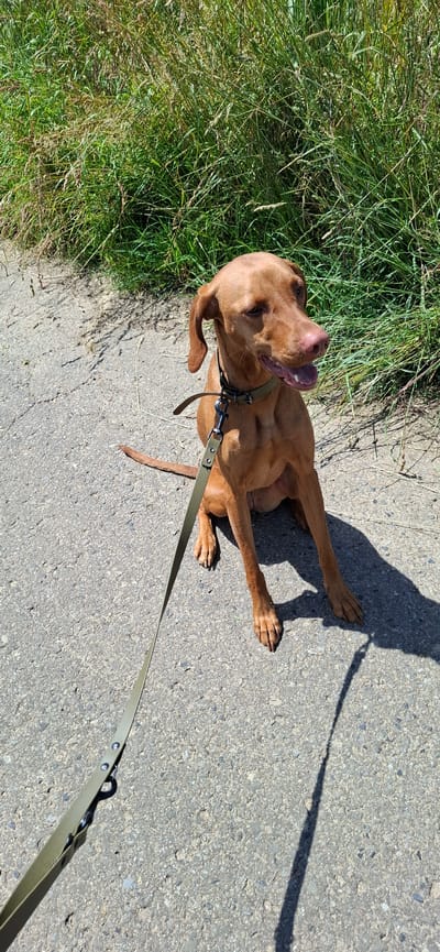 A brown Vizsla dog is sitting on a paved surface next to tall green grass under a sunny sky. The dog is wearing a dark green collar and a matching leash that extends towards the bottom left of the frame. The leash is attached to the collar with a metal clip. The dog's mouth is slightly open, and its tongue is visible. Sunlight casts a shadow of the dog and its leash on the pavement. The environment appears to be an outdoor pathway or sidewalk bordering a grassy area, likely in Nörvenich, Germany, given the context.