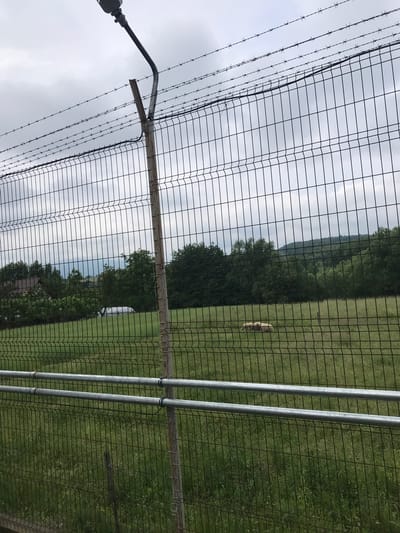 The image depicts an outdoor rural scene in Vicovu de Sus, Romania, captured on an overcast day. In the immediate foreground, a dark green or black welded wire mesh panel fence runs horizontally across the frame. The fence features distinct horizontal reinforcing ribs and vertical wires. A prominent light-colored metal fence post is situated in the mid-left foreground, with its top appearing broken or cut. Attached to the top of this post is a grey metal arm that curves upwards, supporting a grey streetlamp fixture. Above the mesh fence, approximately five to six strands of barbed wire are strung tautly between posts, extending across the upper portion of the fence line. In the lower-mid foreground, two galvanized metal pipes are attached horizontally to the fence post with black fasteners and run parallel to the fence.

Behind the fence, a green grassy field with relatively tall vegetation extends into the midground. Two light-colored, woolly animals, consistent with sheep, are lying down close together in the field towards the right side of the frame. A dense line of various deciduous trees and shrubs forms a natural backdrop behind the field. Towards the far left, partially obscured by the trees, a portion of a residential building with a dark roof is visible. In the distant background, rolling, tree-covered hills or low mountains are visible beneath a uniformly grey and cloudy sky.