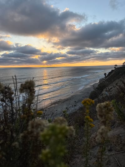 The image captures a scenic view of the Pacific Ocean at sunset from a clifftop in Encinitas, California. In the foreground, out-of-focus dried grasses and wildflowers are visible. The midground shows a sandy beach with a few people scattered along it, and gentle waves rolling in from the ocean. The ocean itself reflects the warm hues of the setting sun, creating a shimmering path of light. A dramatic sky filled with clouds, tinged with orange and yellow, dominates the background. The coastline curves away to the right, revealing a steep, vegetated cliff face with a few palm trees and a building visible at the top. The overall impression is a tranquil and picturesque coastal sunset.