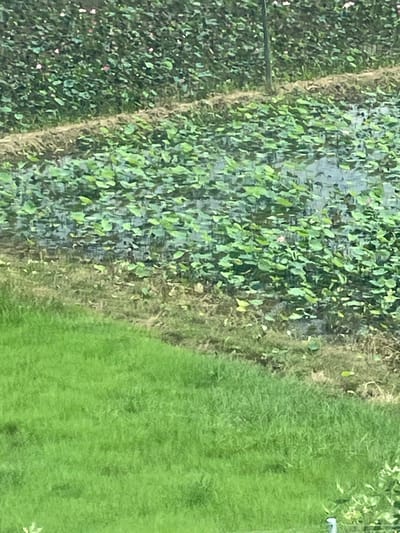 The image depicts a serene lotus pond situated in the city of Hong Son, Vietnam. The pond is densely populated with vibrant green lotus leaves, interspersed with occasional delicate pink lotus flowers in bloom. The water's surface reflects the surrounding greenery and the sky, creating a tranquil and picturesque scene. A strip of dry, sandy soil separates the lotus pond from a lush green grassy area. The overall impression is one of natural beauty and peaceful cultivation.