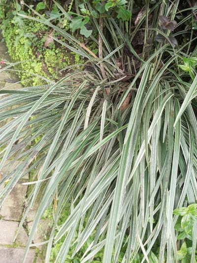 The image displays a close-up, eye-level view of a dense cluster of variegated grass-like plants located in Kanand, India. The primary subject consists of numerous long, linear leaves, characterized by alternating longitudinal stripes of green and white or pale green. These leaves originate from a central point and extend outwards, with many curving downwards towards the bottom and left edges of the frame. In the upper left quadrant and background, a patch of light green, mossy groundcover is visible on a dirt surface. Adjacent to this, in the lower left, are segments of grey, rectangular paving stones or concrete blocks with visible seams. Additional foliage, including darker green leaves and some brown detritus, is present in the background, particularly towards the upper right. No individuals, animals, or specific actions are depicted in the scene, which appears to be an outdoor setting.
