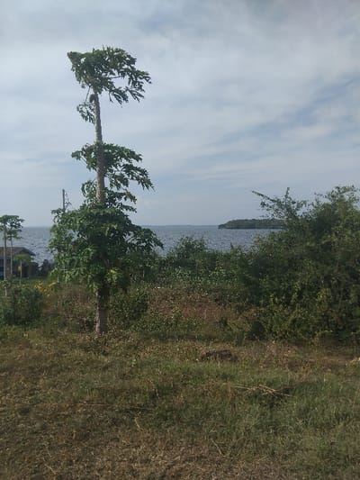 A landscape featuring a serene lake under a partly cloudy sky. Lush vegetation lines the shore, transitioning into grassy terrain. A prominent, tall tree stands upright with its branches angled in the wind, adding a sense of movement to the scene. The overall composition presents a natural, scenic vista.