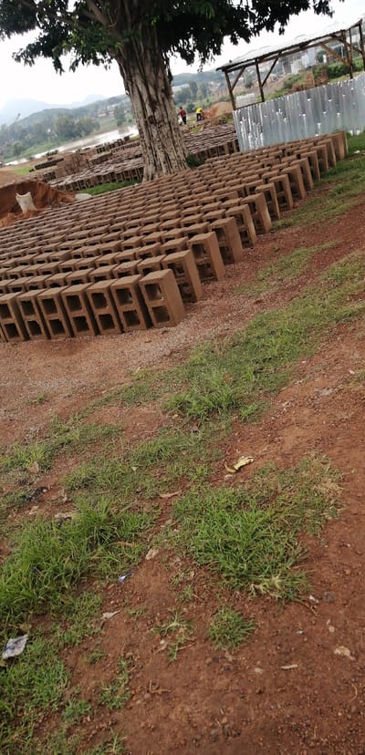 The image captures an outdoor scene likely in Barakin, Nigeria, with a focus on a large outdoor brick-making operation. Rows upon rows of clay bricks, many with rectangular voids, are neatly stacked on the reddish-brown earth. In the background, a large tree with a thick, textured trunk stands prominently, its branches laden with green leaves, partially obscuring the sky.
To the right of the tree, a simple wooden shelter with a corrugated metal roof is visible, along with a section of what appears to be a fence made of corrugated metal sheets. In the mid-ground, behind the stacked bricks and near the tree, two individuals are present. One, wearing a red shirt, and another in a yellow shirt, are standing and appear to be engaged in work related to the brick-making process.
Further in the distance, a body of water can be seen, suggesting proximity to a river or lake. The surrounding landscape includes hills or mountains and scattered buildings, indicating a semi-urban or rural environment. The foreground of the image shows patches of green grass growing amidst the dirt and gravel. A white sack is visible on the left side, near a pile of dirt. Scattered on the ground are small pieces of debris, including what looks like a discarded banana peel and some paper. The overall impression is of an active, on-site production facility in a natural setting.