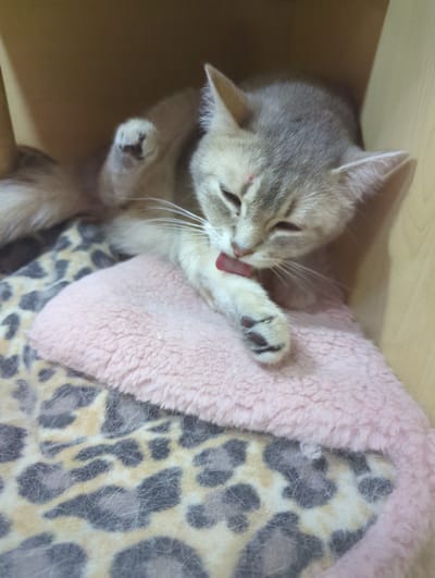 The image shows a light gray kitten with tabby markings grooming itself on a soft pink and leopard-print blanket within a cardboard box. The kitten is lying on its back, with its paws raised and its tongue out. A small red mark is visible on its forehead. The background is a plain brown, suggesting the box is its environment. This scene is likely taking place indoors, possibly in a domestic setting within Xishan District, China.