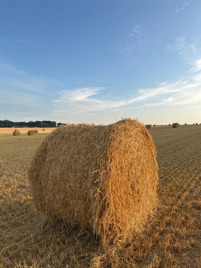 A landscape photograph depicts a field of harvested wheat, with numerous round bales of hay scattered across the golden stubble. The foreground is dominated by a large, tightly packed bale of straw, illuminated by the warm light of the setting sun. In the middle ground, several more hay bales are visible, receding into the distance where a line of trees forms the horizon. The sky above is a clear, pale blue, with wispy white clouds present, particularly towards the upper right quadrant of the image. The overall scene suggests a rural setting, likely in the countryside surrounding Alvimare, France, given the context provided, during the harvest season. There are no people or animals visible in the image, and no specific actions or interactions are taking place. The environment is one of agricultural activity and natural beauty.