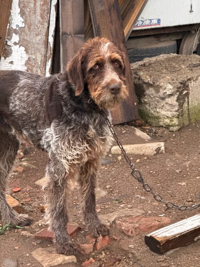 The image depicts a brown and white Wirehaired Pointing Griffon dog standing on a dirt and brick-covered ground in Ptichnik, Russia. The dog is leashed with a metal chain. In the background, there is a rough concrete structure, wooden planks, and a portion of a white vehicle with some blue and red text that appears to be a Russian Cyrillic sign. The scene appears to be in an outdoor, possibly rural or industrial, setting with debris and weathered materials.