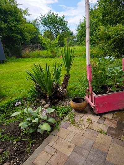 The image depicts a backyard scene in Nevinnomyssk, Russia. In the foreground, a paved patio area with interlocking beige and gray pavers is visible, with some weeds growing between the stones. To the left of the patio, a garden bed contains dark soil with a hosta plant featuring large green leaves and a few small purple flowers. A yucca plant with spiky green fronds stands to the right of the hosta, surrounded by small, smooth stones. Adjacent to the patio is a pink wooden planter box containing green plants, possibly sunflowers or kale, and a tall white pole tied with rope. A yellow ceramic pot sits on the pavers near the planter. The background reveals a lush green lawn, a chain-link fence, and dense trees and bushes, under a partly cloudy sky. No people or animals are present in the scene.