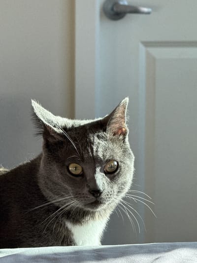 A grey cat with yellow eyes looks curiously to its left, its head tilted. The cat has a white patch on its chest and neck. The background is out of focus, with a white cabinet or wall on the left and a textured grey object, possibly a curtain or blanket, on the right. Sunlight streams in from the left, casting shadows and highlighting the cat's fur and whiskers. The lighting suggests it is daytime. The overall scene appears to be indoors, possibly a home in Fife, United States of America, given the context. There is a silver handle visible on the cabinet.
